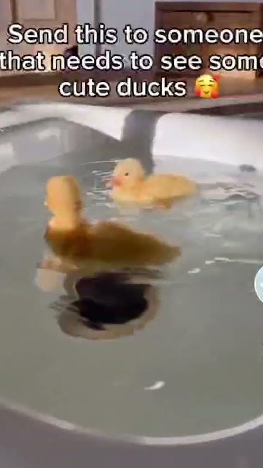 Cute ducks #yt #shorts 😍 - YouTube