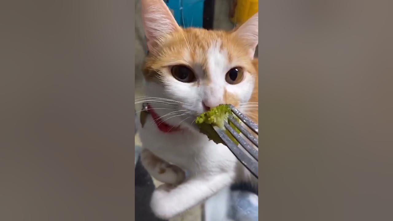 Cat Hates the Smell of Broccoli Funny Cat Reaction 🐾 YouTube