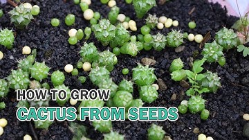 Thumbnail of How to grow cactus from seeds 🌵