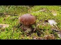 Моховые белые грибы в сказочном лесу ! Грибы 2019 !