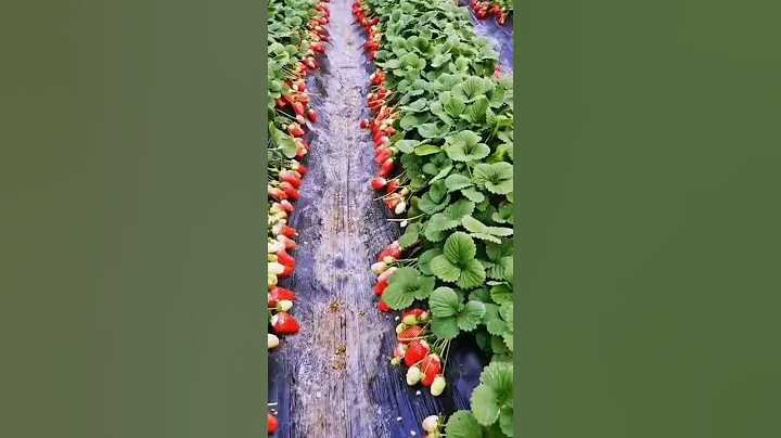 Strawberries Are Ready For Picking  Fresh From Farm #short #satisfying