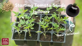 Starting Tomato Seeds Indoors: Tips For Healthy Plants