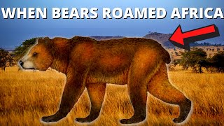 The Atlas Bear Africas Native Brown Bear