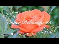 SUPER Relaxing #5 - 1 Hour Loop "Flower Duet" from "Lakmé"- piano with bird-singing and stream sound