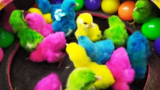Ayam Warna Warni, Ayam Lucu, Ayam Seluruh Dunia, Hewan Lucu, Kelinci, Bebek Part 15