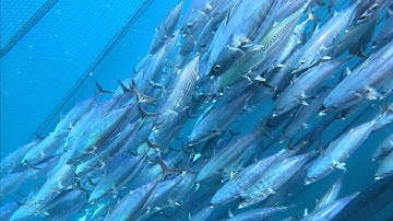 4- LƯỚI RÚT NGÀY PHÚ YÊN HỐT BẠC MẺ CÁ NGỪ 🇻🇳🇻🇳 @LàmbiểnPhúYên