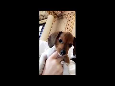 Video: Köpeğim neden erkek arkadaşımı tercih ediyor?