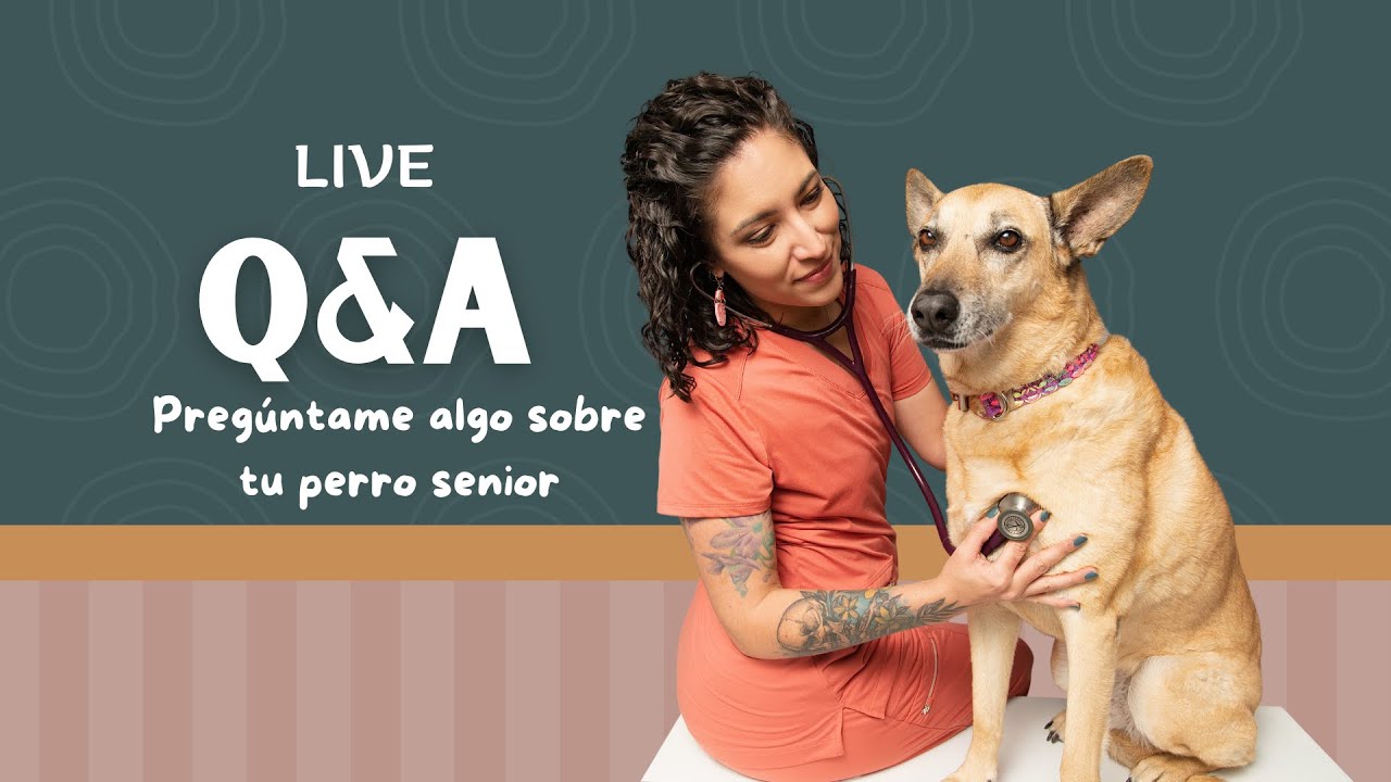 LIVE: Pregúntame algo sobre tu perro Senior  