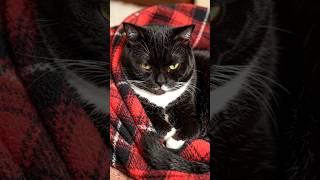 Can we actually hit 200 likes? 🥺👇" #joblessbro #funnykittens