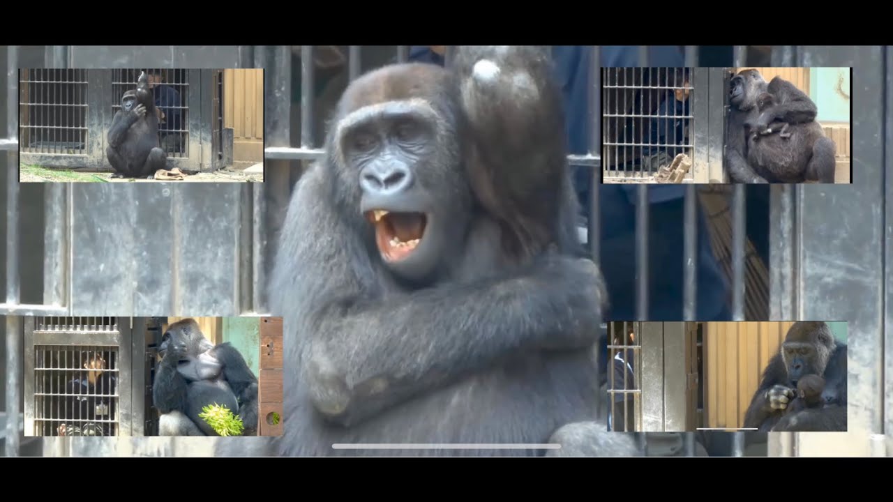 飼育員さんとゴリラ達の関係 １ Gorilla 京都市動物園 The Relationship Between The Momotaro Family And The Keeper Is Good Youtube