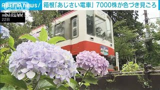 箱根登山鉄道の「あじさい」見ごろ　夜の人気列車は4年ぶり復活(2023年6月22日)