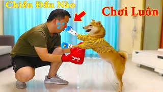 Thú Cưng TV | Dương KC Pets | Ken Trẻ Trâu Bướng Bỉnh #6 | chó Shiba vui nhộn funny cute smart dog