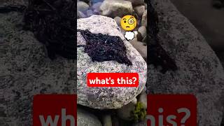 Does anyone know what kind of creature this creature is? 🔎🗯️