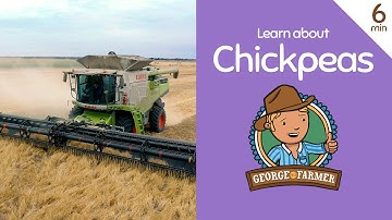 Chickpea Harvest with George the Farmer