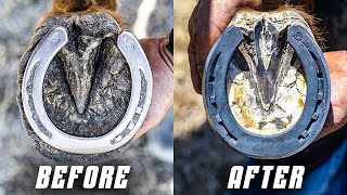 Satisfying 4K Horse Hoof Restoration | ASMR