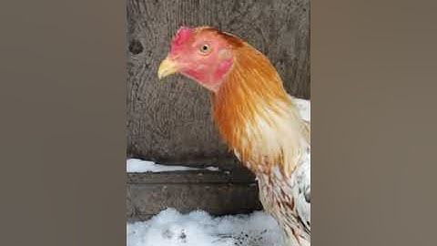 Qaib White Dragon 6 hli tawb.