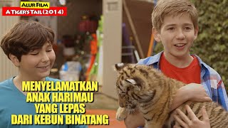 Kisah Anak Harimau Yang Lepas Dan Diselamatkan Oleh Anak Kecil | Alur Film A TIGER'S TAIL (2014)