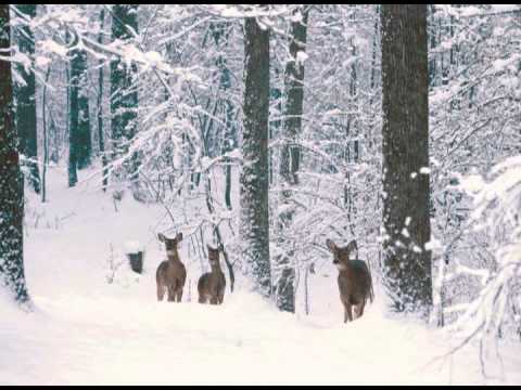 download the stranger in the woods for free download the stranger in the woods for free