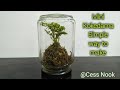 Make a kokedama moss ball in 7 minutes or less  cess nook