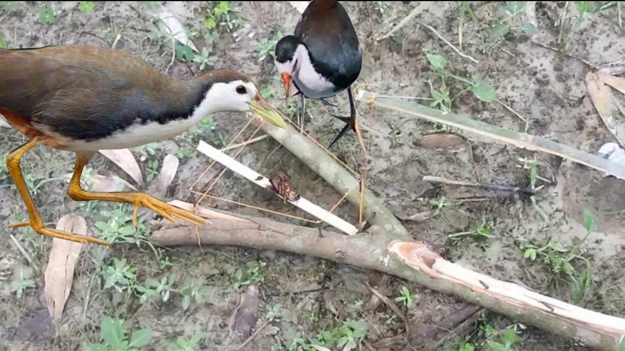 How To Make Survival Bird Trap || Easy Survival Bird Trap #trap #birdtrap #birdslover #birds