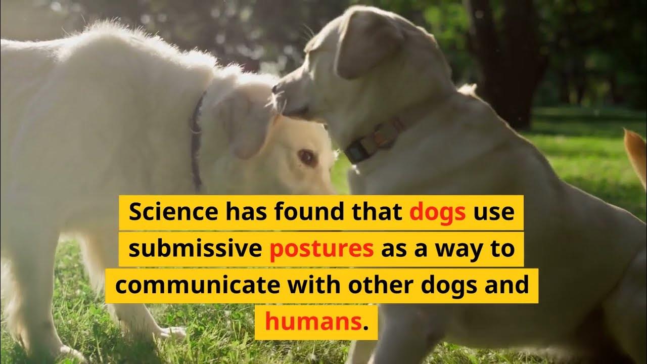 The Science Behind Why Dogs Show Submissive Postures. YouTube