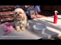 Elimina El Mal Olor De Tu Mascota (Perros Y Gatos) - Yasmany
