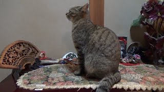 ウザそうにしてても子猫が来たら嬉しい猫