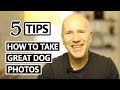 5 Great Tips for Taking Great Dog Photos - Dog and Pet Photography Tips