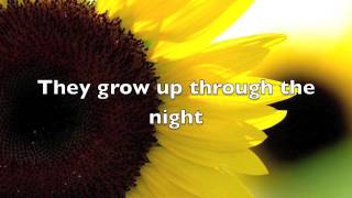 Sunflower song lyrics