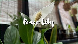 Peace Lily repotting / Small Veranda
