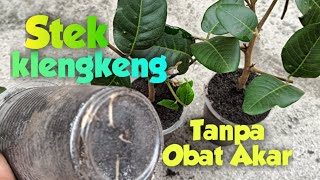 Stek Pucuk Tanaman Buah Klengkeng Dengan Bawang Merah