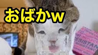 【衝撃】おバカな猫ちゃん達まとめました！笑ってあげてください！！【爆笑】 We gathered all the foolish cats! Please give me a laugh! !