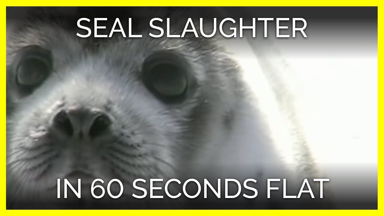 Seal Slaughter in 60 Seconds Flat - YouTube