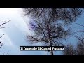 Castel Fusano, la pineta di Roma uccisa dalla cocciniglia
