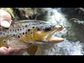 Big brown trout fishing late in the season