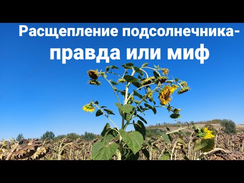 Расщепление подсолнечника- правда или миф?