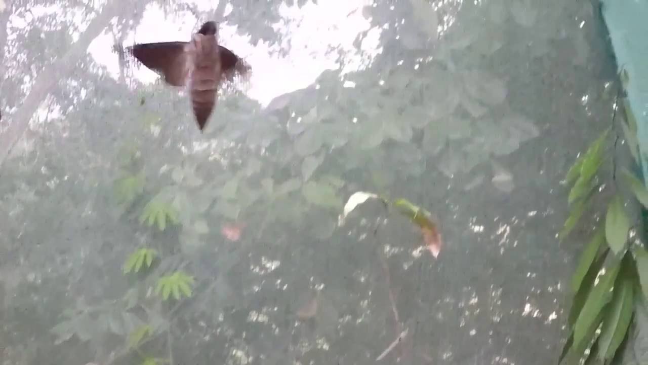 Vine Sphinx flights in slow motion (Eumorpha vitis)