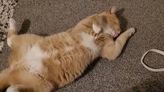 Lazy, Fluffy Simba Relaxing #shorts by We Love Cats 34 views 1 year ago 28 seconds