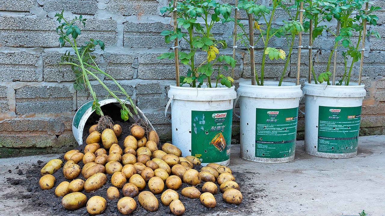 How to Grow Sweet Potatoes in Feed Bags - Fresh Eggs Daily® with