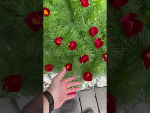 #пион #воронец #тонколистныйпион