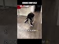 😂 Ranking funny dogs 🐶🐾