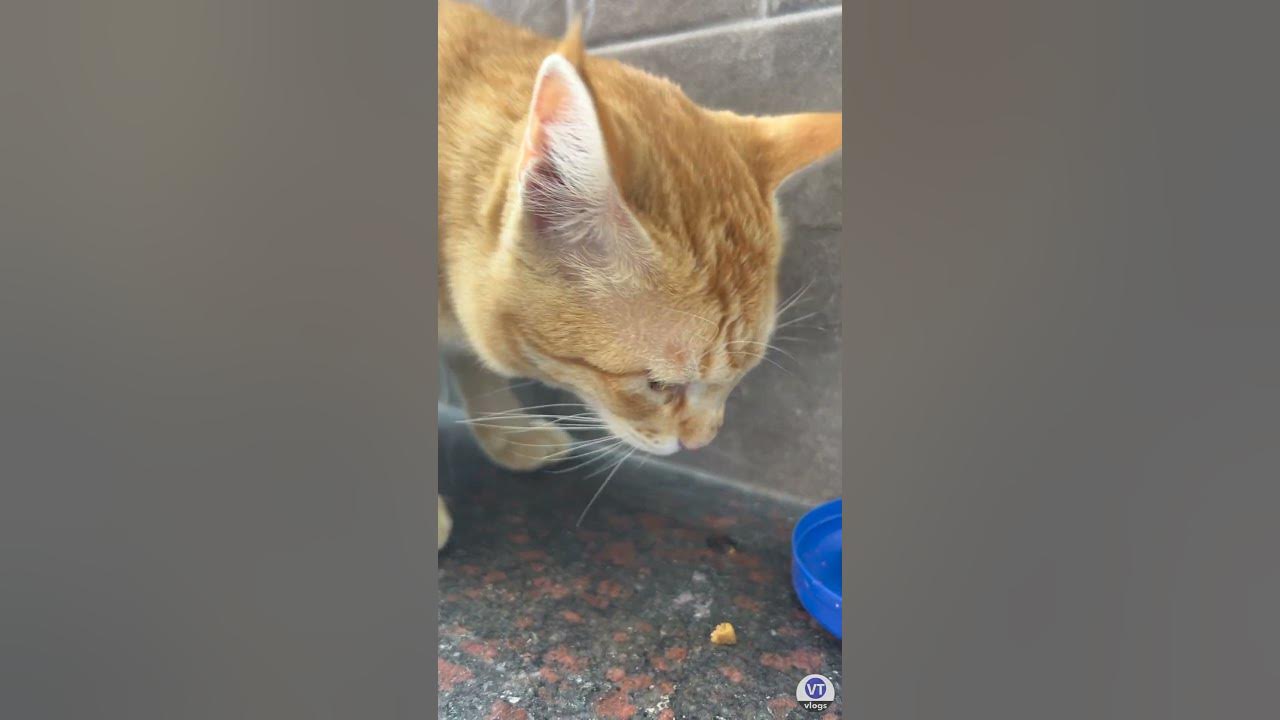 my-street-cat-friendly-street-cat-indian-street-cat-shorts-cat