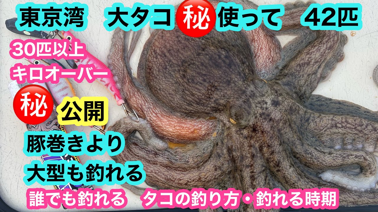 タコ釣り㊙️公開　東京湾　タコ42匹　30匹以上がキロオーバー　タコの釣る時期と釣具と釣り方