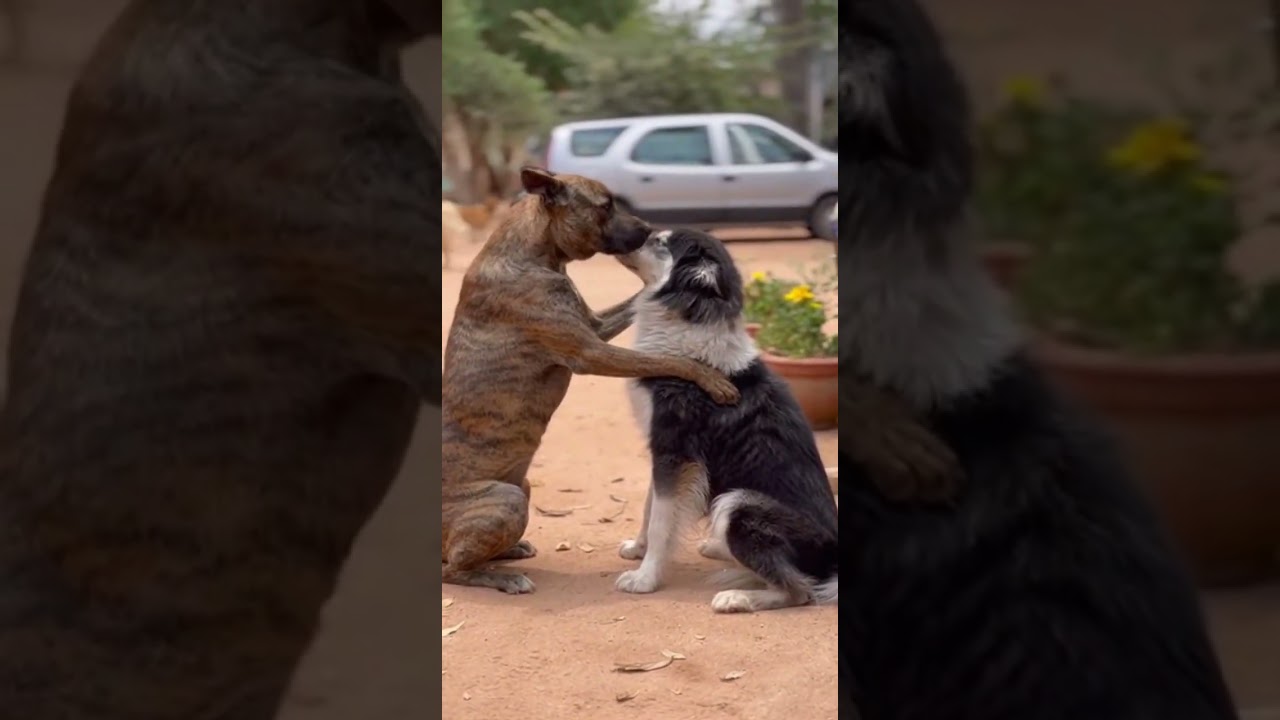 Dog Pastor Saves Lost Puppies Fast 