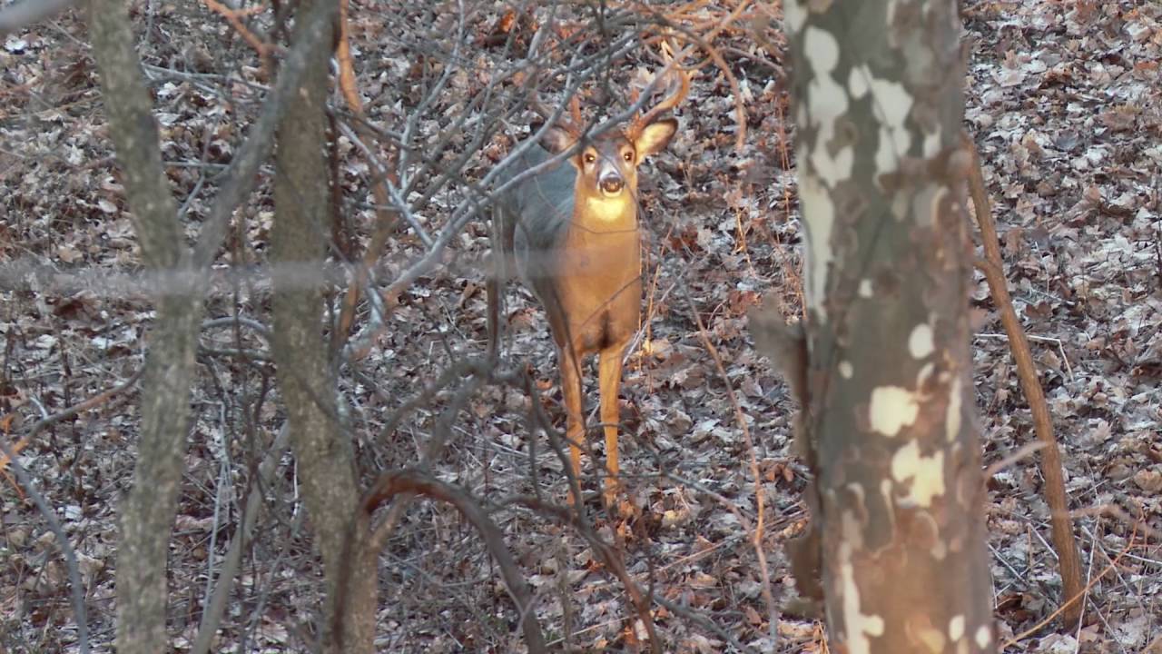 Summit Universal Bow Holder | Product Video | Clean
