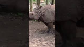 Rhino gets Explosive 🧨 Diarrhea 🤧. #shorts