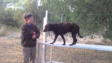 Allie Trained Retrieve - Day 1