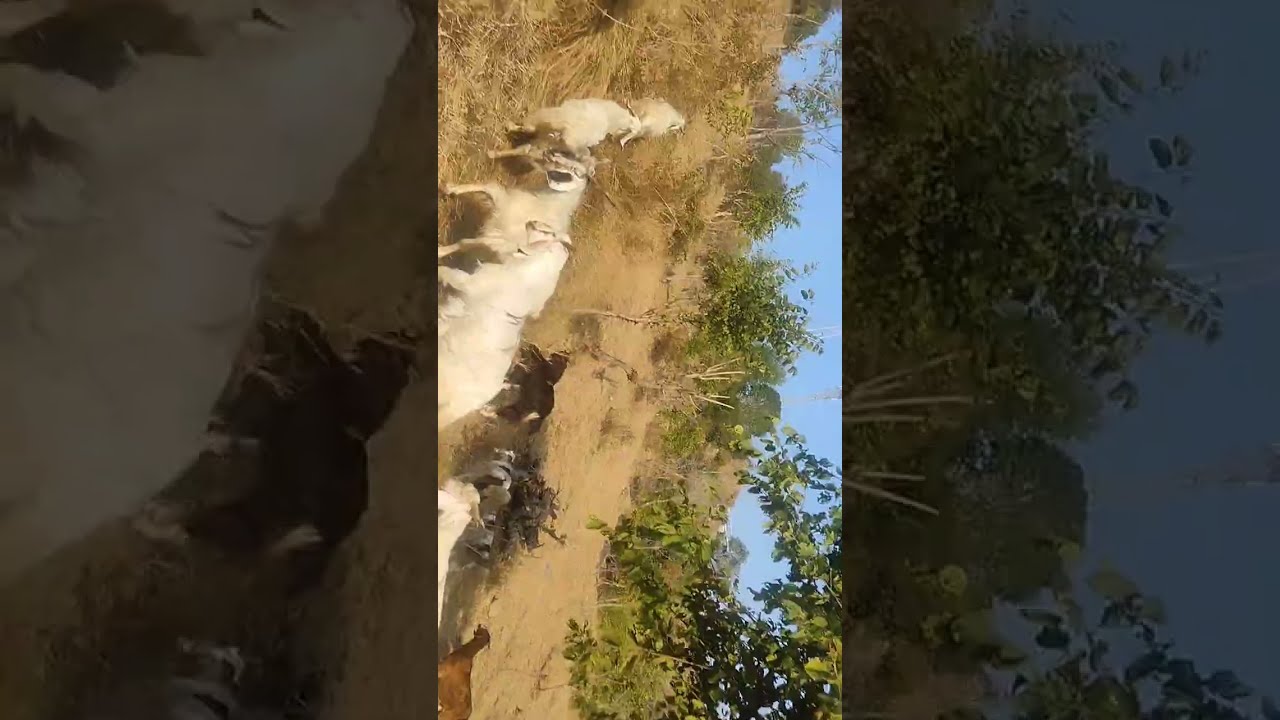 Himachal Pradesh village life daily life 