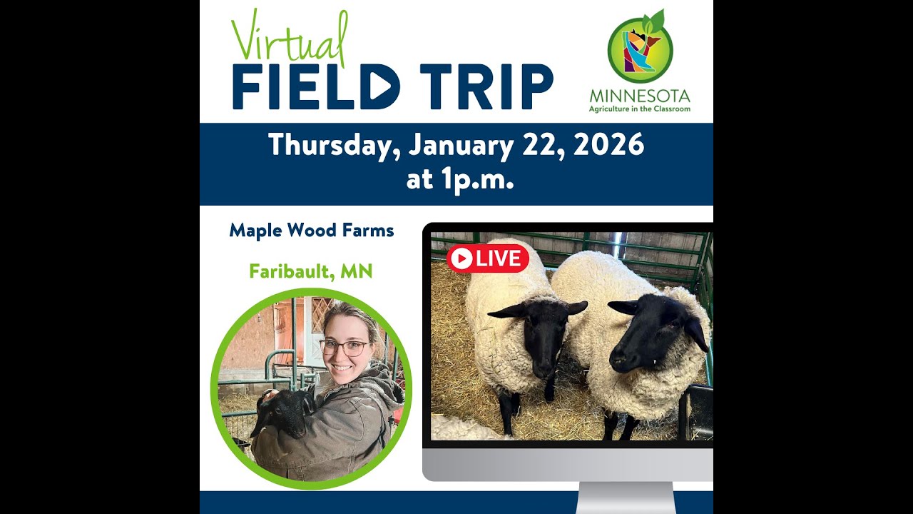 Virtual Field Trip to Sheep Farm