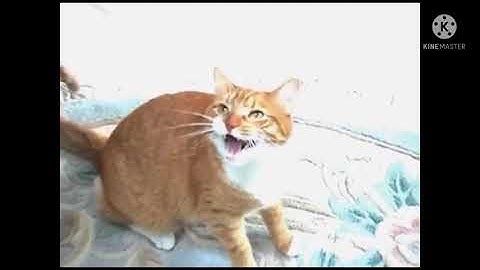 Shortest Video on YouTube Part 8 LOOPED